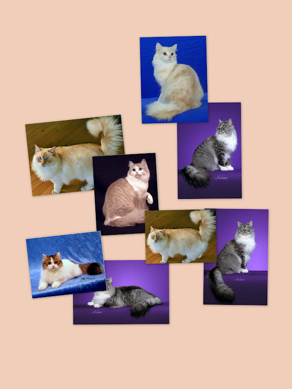 RagaMuffin collage