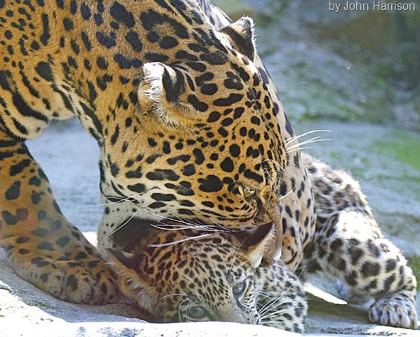 [Jaguar picking up cub[9].jpg]