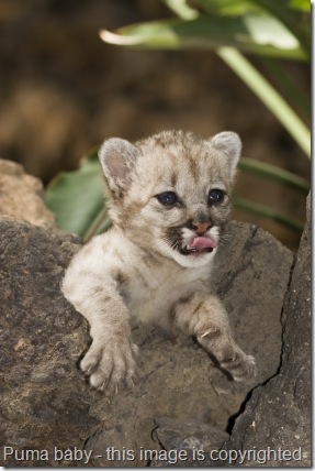 Above: Mountain lion baby