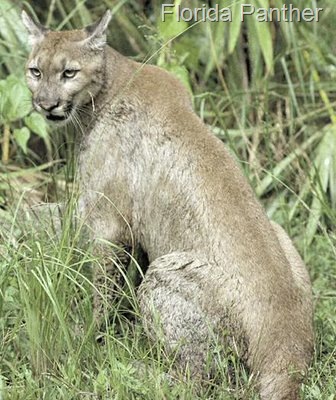 [Florida-Cougar[10].jpg]