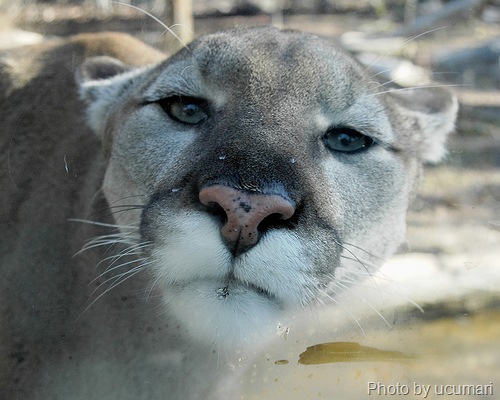 [annoyedcougar4.jpg]
