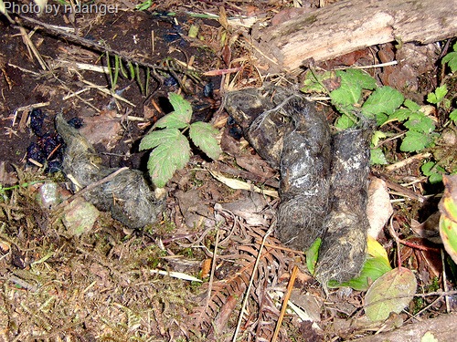 [cougar scat[8].jpg]