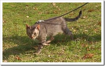 bramble-cat
