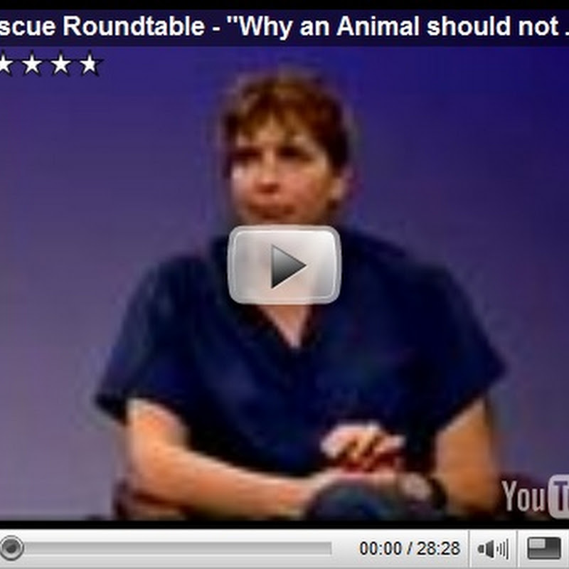 American Vets are Unethical Towards the Cat