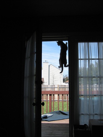 [cat that was declawed[4].jpg]