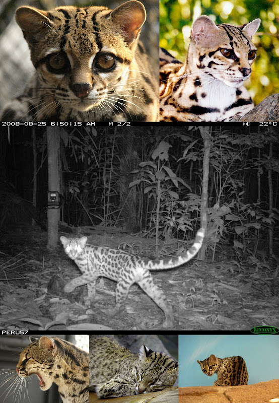 margay wild cat collage