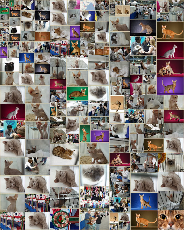 wide range of cats at cat show