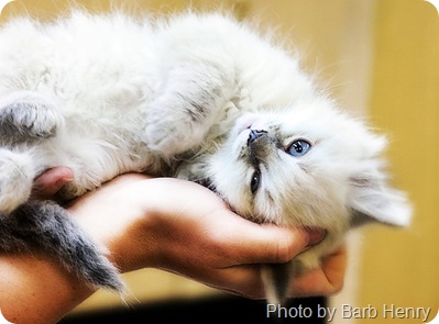 Why Do Cats Purr?