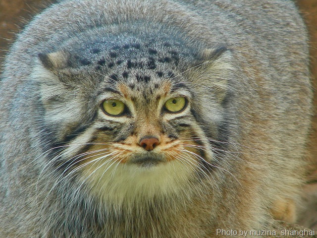[pallas's cat[7].jpg]
