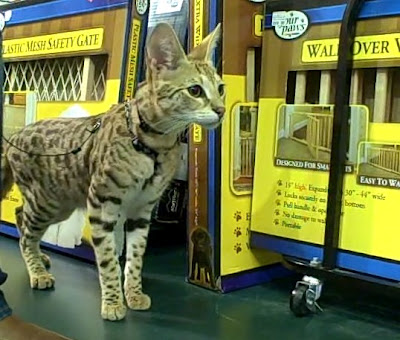 TITAN - a male F1 savannah cat in a pet store in the USA with his owner