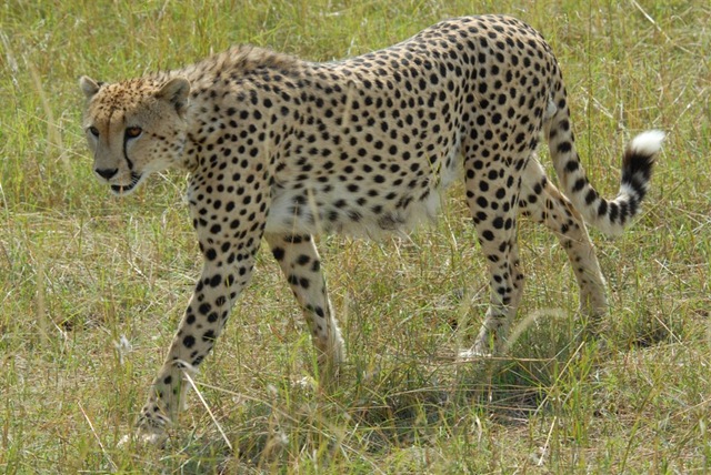 [cheetah walking[6].jpg]