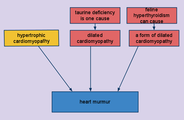 [feline heart murmur causes[5].png]