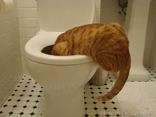 [cat in toilet[6].jpg]