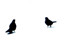 blackbirds