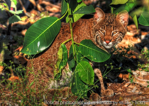 [florida bobcat[13].jpg]