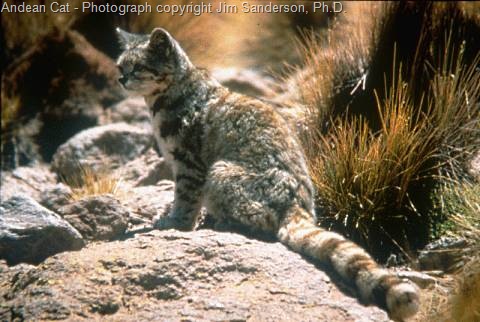 [Andean-Mountain-Cat-2[7].jpg]