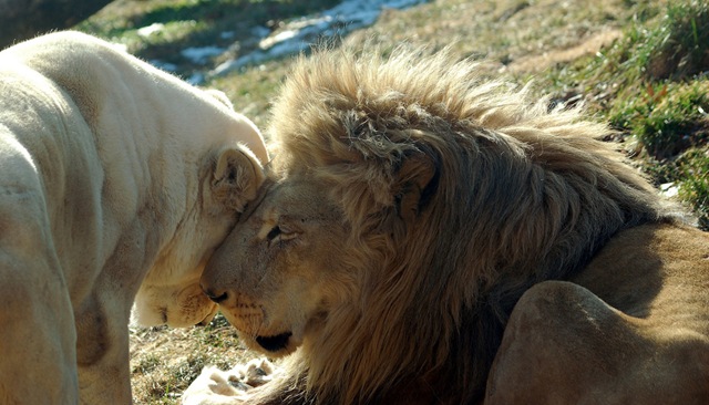 [lion pictures by digitalART2[3].jpg]