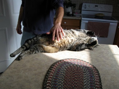 Mickey a very large tabby domestic cat