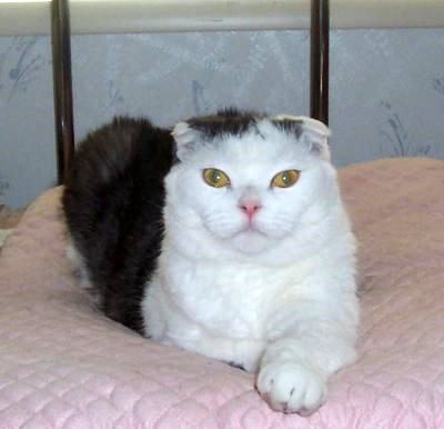 Scottish Fold Cat Bobbi