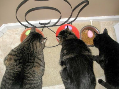 Mickey a large tabby moggie cat eating