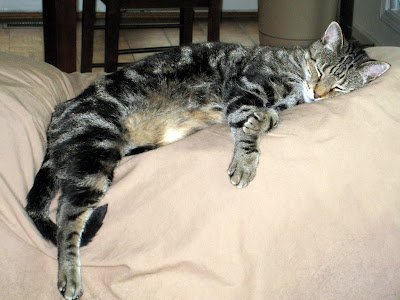 Abner a large moggie cat