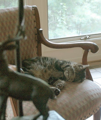 Abner a large moggie cat