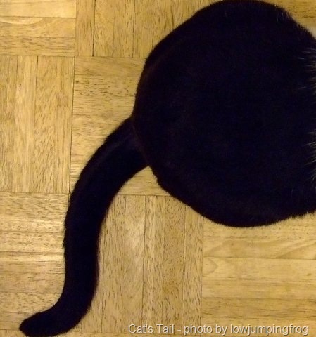 [cats-tail[13].jpg]