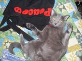 Sophie a possible Burmese cat