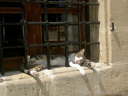 [cypriot cat tabby and white[9].jpg]