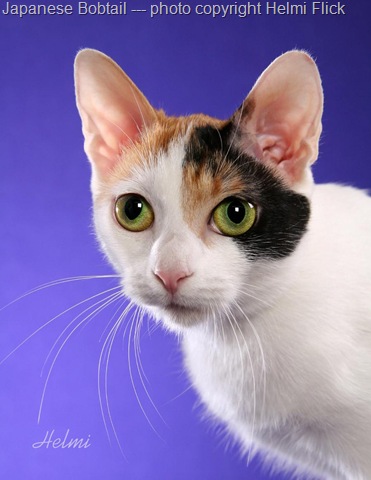 [japanesebobtail423.jpg]