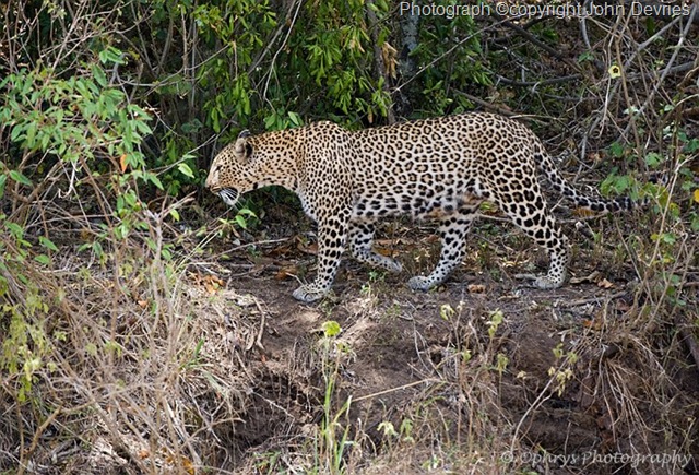 [leopardpicture56.jpg]