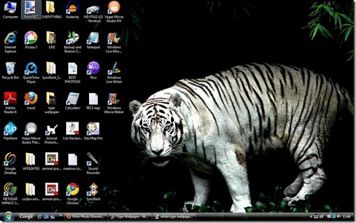 wallpapers tiger. White Tiger Wallpaper. white