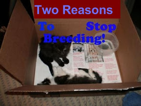 a dead kitten from a kitten mill and one alive