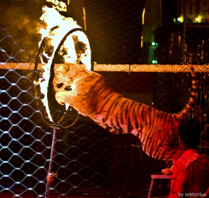 [jakarta circus tigers[6].jpg]