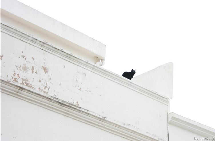 [blackcatwallpaper11[1].jpg]