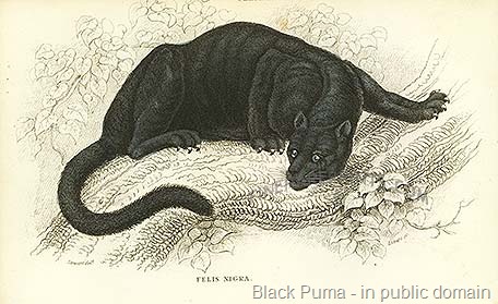 [black puma print[8].jpg]