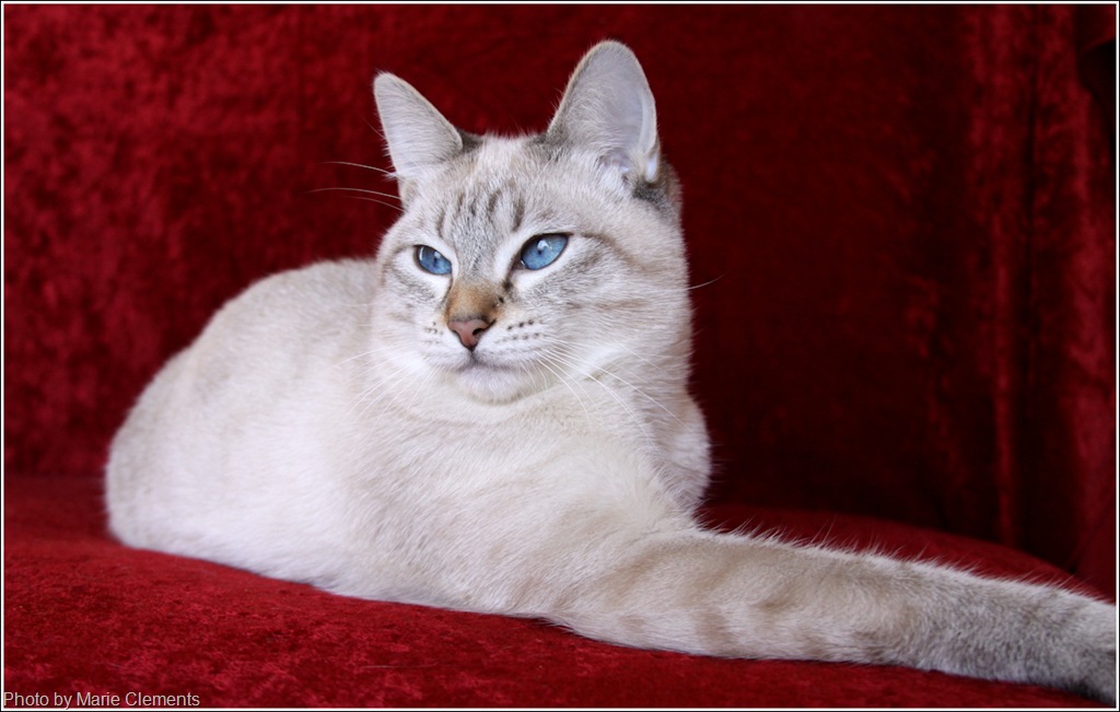 [Applehead Siamese cat Nef[11].jpg]