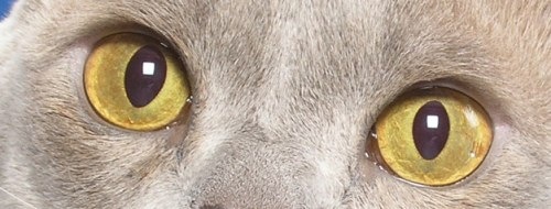 [orange-cat-eyes-2[2].jpg]
