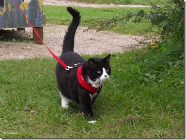 cat in harness leash