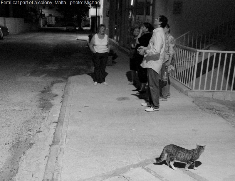 [feral-cat-colony-2[21].jpg]