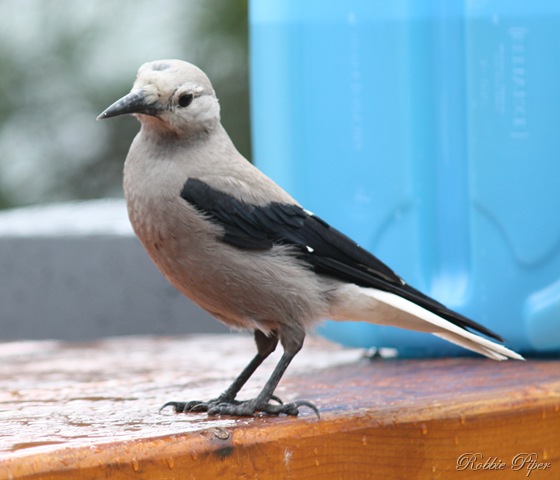 [IMG_4194[4].jpg]