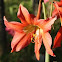 Amaryllis