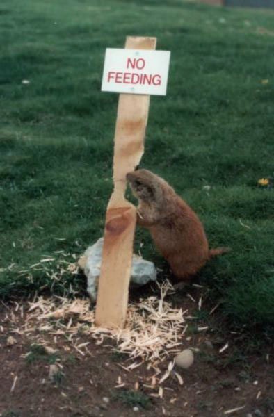 no feeding