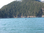Orca orca pictures