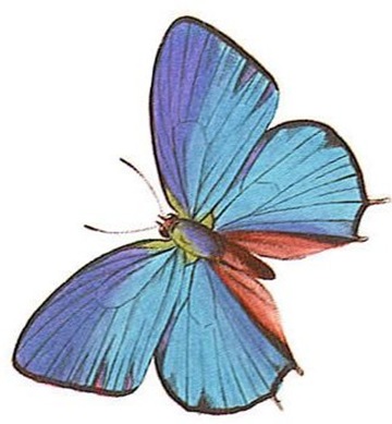 Here are some nice colour butterfly tattoo designs