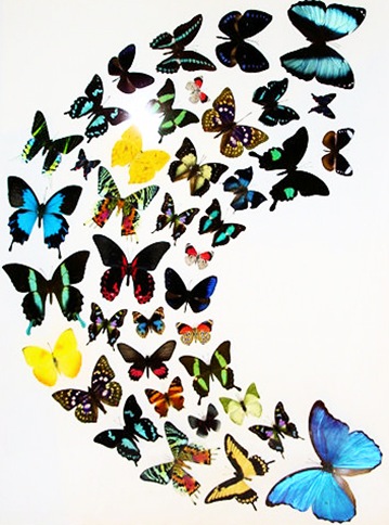 Full Color Butterfly tattoos are such lovely art creations colour tattoos