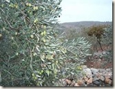olives olives