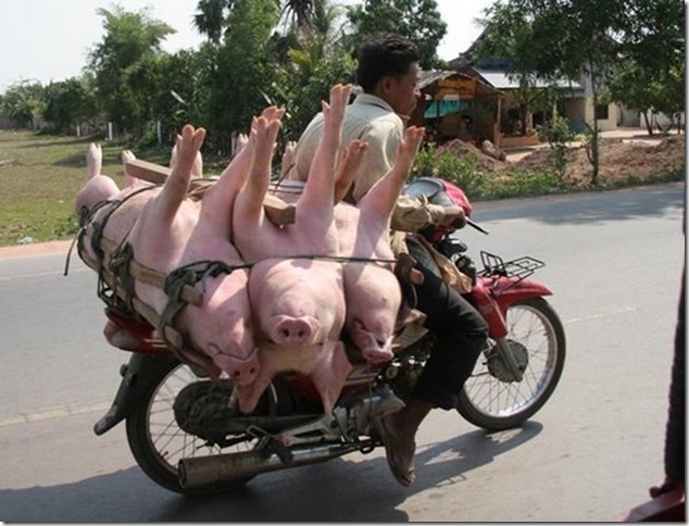 transporte_animais_porcos