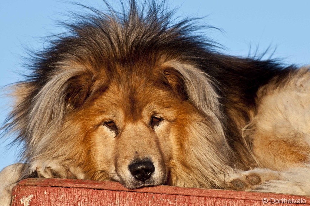 [bamse2[4].jpg]