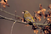 Groenling_Carduelis-chloris-th.jpg